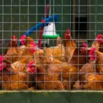europes-agricultural-sector-reels-after-summer-of-extreme-heat-drought-and-wildfires